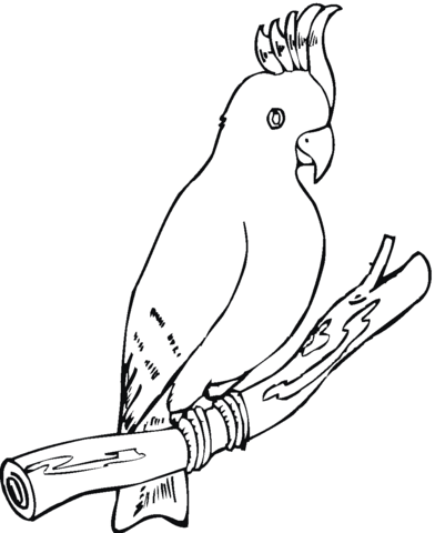 Cockatoo Parrot Coloring Page